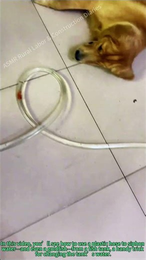 Siphon Fish Tank Water: Safely Move Goldfish & Change Water