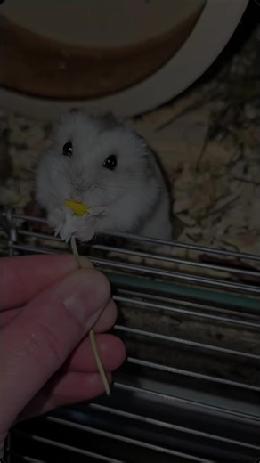 Cute Dwarf Hamster Moments