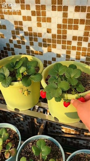 Straberry Harvest #strawberry