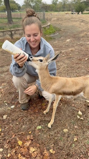 This little springbok’s mom was a first-time mom and needed a little help caring for him. He’s now thriving and spends his days out with the herd—but when it’s bottle time, he knows exactly when the keepers are coming and runs right up for his meals. #springbok #babyanimals #kansas | Tanganyika Wildlife Park