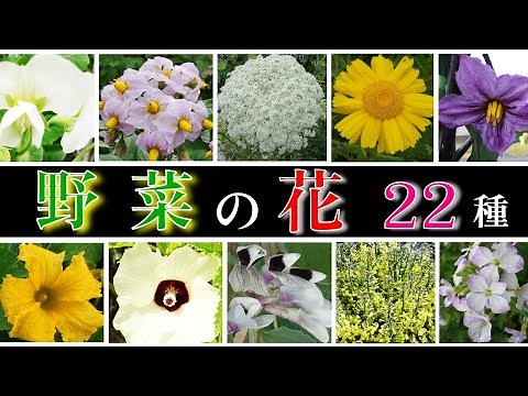 【野菜の花 22種】野菜をあえて食べずに花を育てて見ました！この野菜こんなに綺麗な花が咲くの？1年間の野菜の花の記録です！