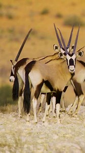 224K views · 3.8K reactions | The gemsbok or Oryx gazella is a large,...