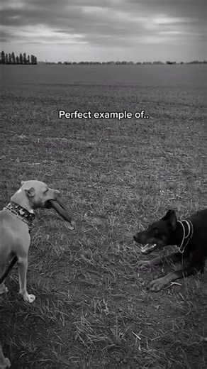 Perfect Example of Attitude 🐕 Powerful Life Lesson #shorts