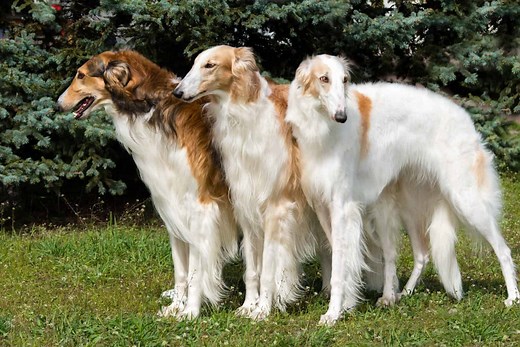 Borzoi Colors: Rarest to Most Common