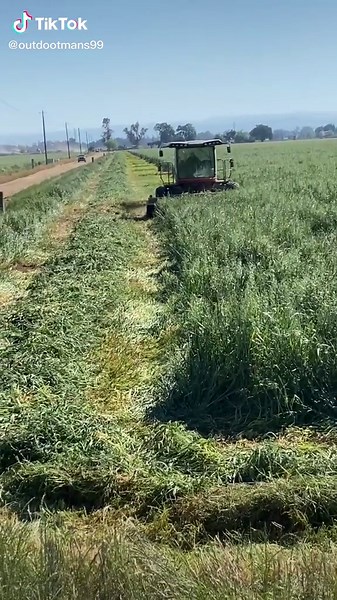 #fyp#masseyfergusonswather #swather #cowfeed #califarmer #califorinacrops #californiafarmer #chopping