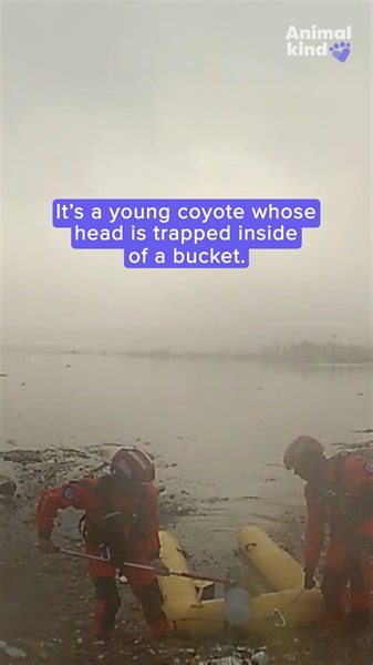 Watch this crew climb over flood wreckage to rescue a young, helpless coyote who has its head stuck in a bucket. #animalkind #rescue #animals #goodnews #inspiring #hero | Humankind