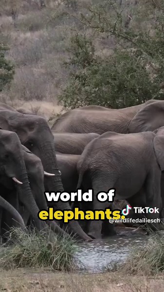 WildlifeDailiesChannel on TikTok