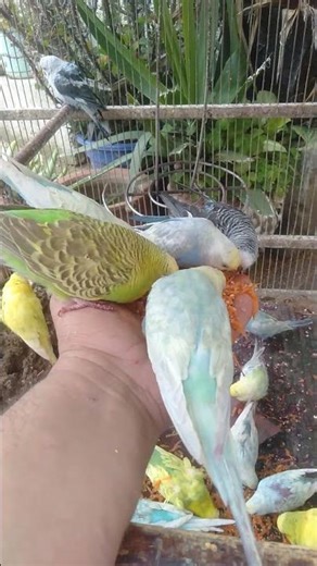 This Feels Like Therapy 😍 #budgie #calm