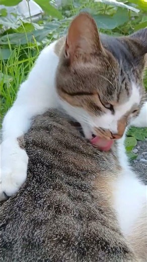 君が好きニャン😺💕 #猫ココロon #地域猫活動 #キジ白猫