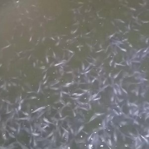 Comment calculé la rations alimentaires du poisson Aliment local disponible 42% taux de protéines sac de 15g à 15500f Alevins silure de 8-10g 120f de 10-15g 140f de 15-20g 200f la remis 05% Calculer la nourriture à fournir quotidiennement aux poissons de culture n'est pas une tâche qui nécessite des connaissances avancées en nutrition, biologie ou mathématiques. C'est plutôt une concurrence qui s'acquiert avec la pratique fréquente et surtout l'engagement envers la rentabilité du projet et peut 