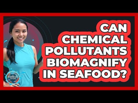 Can Chemical Pollutants Biomagnify in Seafood?