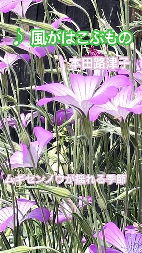 ムギセンノウが咲きました #風がはこぶもの #本田路津子