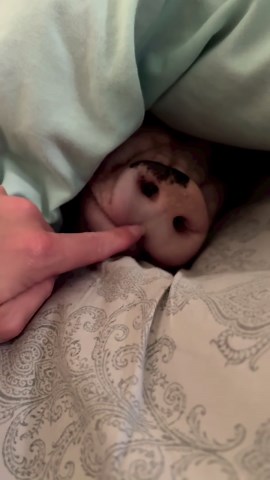 Volume On 🔈 Sleepy Rainbow Piggy Sounds Incoming 😴🐽🌈