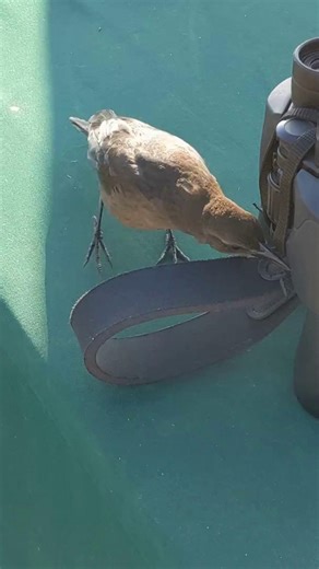 Cabrillo National Monument on Instagram: "This Cy(bird) Monday, you too can get started as a birder—just like this Great-tailed Grackle (_Quiscalus mexicanus_), trying to peck at a park ranger’s binoculars! Birdwatching, also known as birding, is a popular, low-cost way of relaxing, exercising, and having fun with friends in the outdoors. Here’s some great tips for new and experienced birders: 🐦 Keep your ears open, not just your eyes! Hearing a bird call can give you clues about the loc