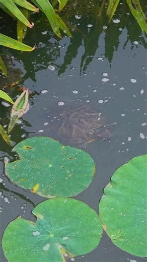 Turtles Hiding in a Pond — Can You Spot Them All? 🐢