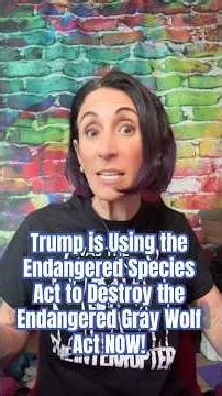 Trump is Using the Endangered Species Act to Destroy the Endangered Gray Wolf - Act NOW!