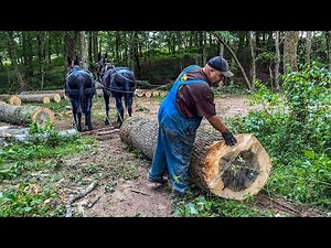 MULE LOGGING: Skidding and Bunching Logs!!! #258 #horselogging #mules #logging #horse