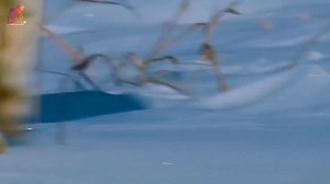 WOLF VS BISON: The Ultimate Death Match! 🐺🔥#Wolf #Bison #Nature #Wildlife #Battle #Survival #ViralVideo" | Wild Lens