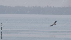 White-tailed eagle sitting on frozen lake thin ice in early spring
