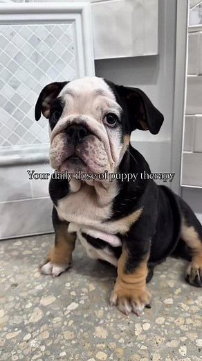 12 reactions | Meet our newest shop dog, Rico! Cuddle services are available by appointment only.   | Surfaces Design Studio | Facebook