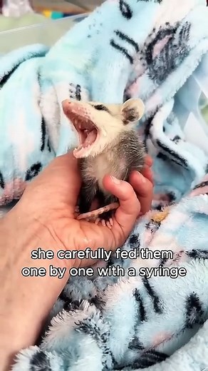 The possum mom entrusts her babies to the girl #animals #love #shorts | Paws Life