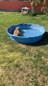 💦Get Your SPLASH On💦 Champagne Colored Aspen Loves 💦Water💦People-Person, Hug Bug! Excellent Vet References Req’d/Adoption $25‼️By Application ➡️ AnimalVillageNM.org. #seniorpitbulls #seniorpitbulls #seniordog #coloradodoglife radodogslife #adoptpitbulls #adoptpitbull #companiondogs | Animal Village N.M.