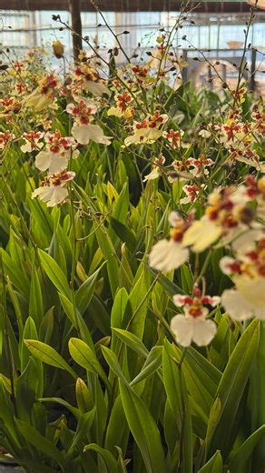 The ‘Kampangsan White’ variety of the Oncidium genus, commonly known as the dancing lady orchid.💃💃 #amthaiorchids #dendrobium #export #vanda #cattleya #seedlings #orchid #oncidium | AmThai Orchids
