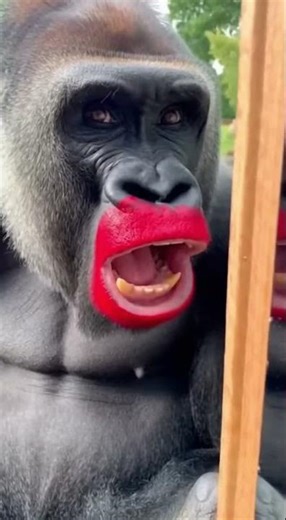 baby gorilla funy video #viral🤣🤣🤣 #funny