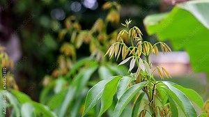 Selective focus shot of litchi trees growing in a plantation in daytime with blur background