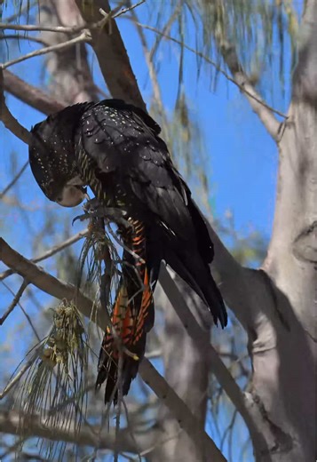 Majestic Red Tailed Black Cockatoos Feeding in Nature