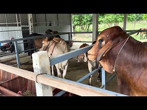 🐂 Famous Majestic Male Cow at the Zoo Handsome & Calm Countryside Animal 🐄✨