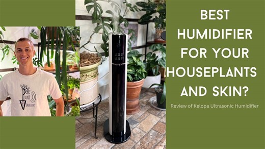 Best humidifier for plants & bedroom? Review of Kelopa ultrasonic humidifier