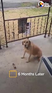 1.3M views · 10K reactions | Rescue dog insists on going to CrossFit every day with her dad and is glued to his side as he moves around the gym | Pet Dreams | Facebook