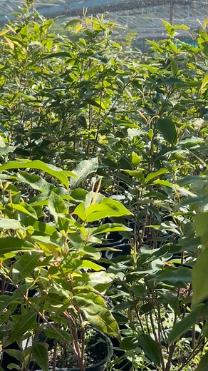 The lemon Myrtle we recently potted up are showing beautiful new...