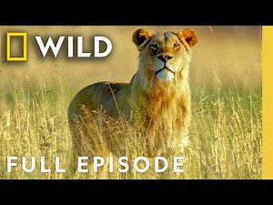 Animal Survival in the Okavango (Full Episode) | The Flood | Nat Geo Animals