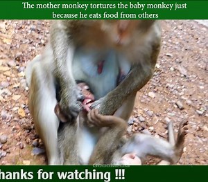842K views · 2.1K shares | The mother monkey tortures the baby monkey just because it steals | Daily Monkey | Facebook