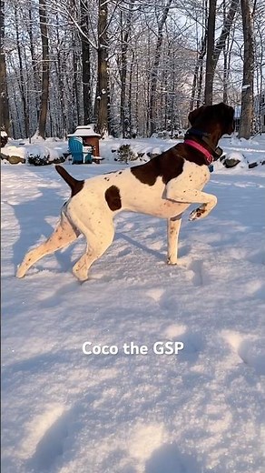 Pointer Pointing - German Shorthaired Pointer