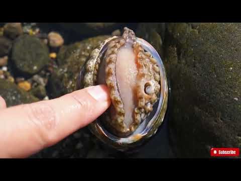 ASMR Live Abalone Cleaning | Intense Ocean Water Sounds for Relaxation (No Talking)