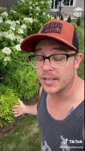 Beautiful Cypress Evergreen Shrub: A Garden Essential | Daily Plant Showcase