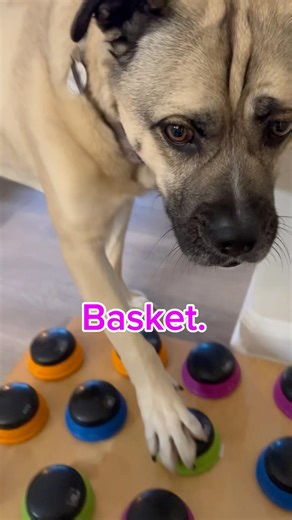 Talking dog Falcor wants to relax on his basket! 🐶 😌 #talkingdog #dog #dogs #shortvideo #shorts