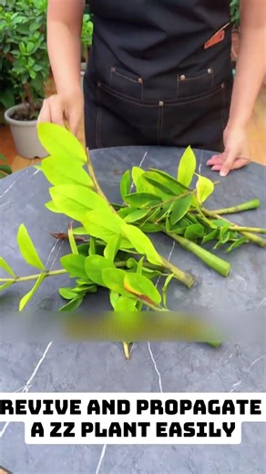 Revive and Propagate a ZZ Plant Easily