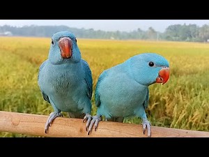 Blue Ringneck Baby Parrot Sounds