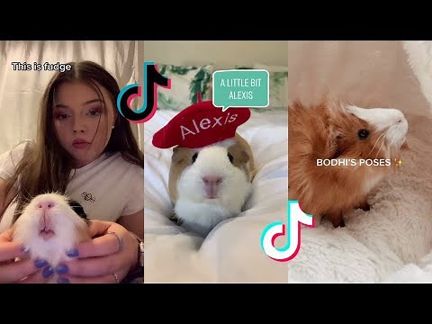 Cute Guinea Pigs - Tiktok Compilation