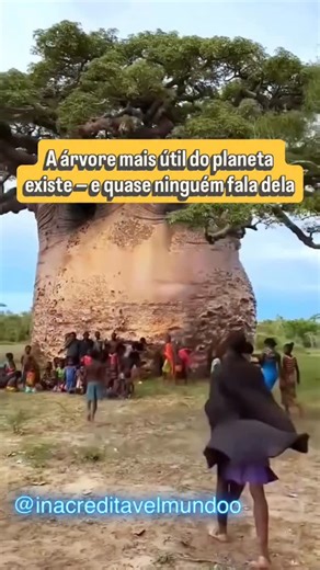 Inacreditável Mundo on Instagram: "O baobá é uma das árvores mais impressionantes do planeta, comum na África e conhecido como ‘árvore da vida’. Seu tronco gigantesco pode armazenar milhares de litros de água, ajudando comunidades inteiras a sobreviver em períodos de seca. O fruto do baobá é extremamente nutritivo, rico em vitamina C, fibras, cálcio e antioxidantes. Alguns baobás são tão grandes que já foram usados como casas, depósitos, prisões e até bares ao longo da história. Uma única árvore