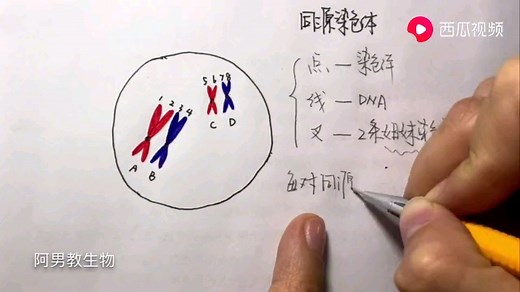 遗传学基础—同源染色体、DNA、姐妹染色单体