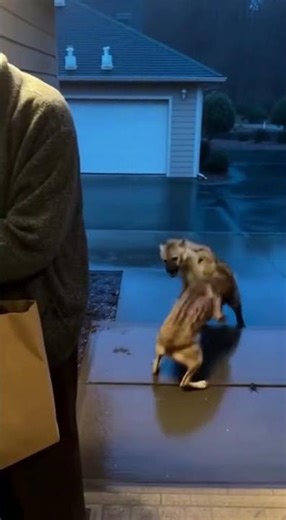 hero dog stops hyena attack