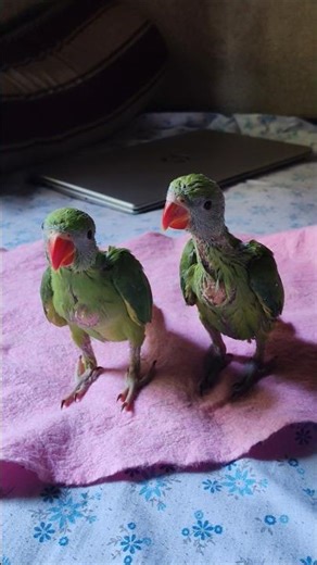 Cute Baby Parrots Playing on Bed 😍🦜 | Viral Bird Shorts 2026