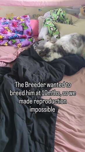 Breeding Issues and Health Concerns in Dogs