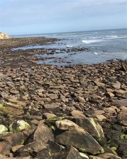 Such a beautiful place to fossil hunt #walkyo #favhouse #fossils #fyp | Dig & Discover | Facebook