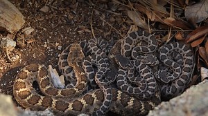 Snakes aren't all cold-blooded loners, an ASU researcher says. They have friends, too